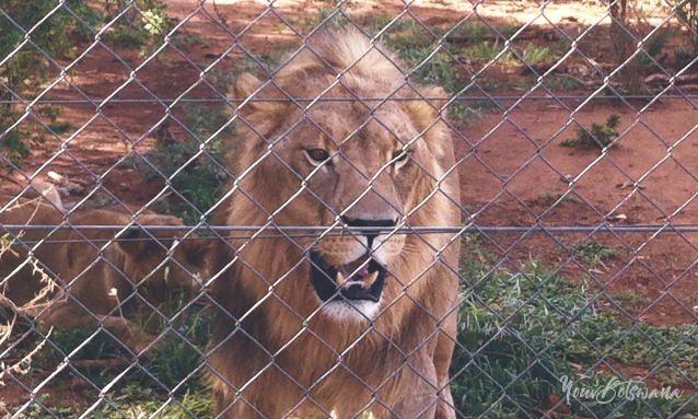 yb-lion-park