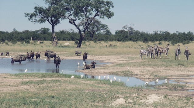 kasane-chobe