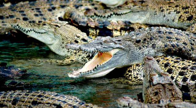 kasane-crocodile-farm