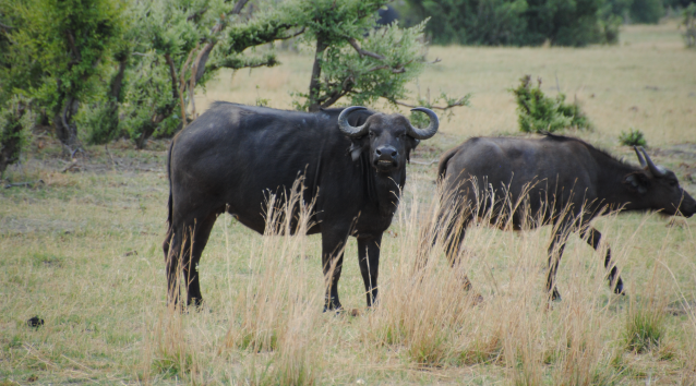 buffalo