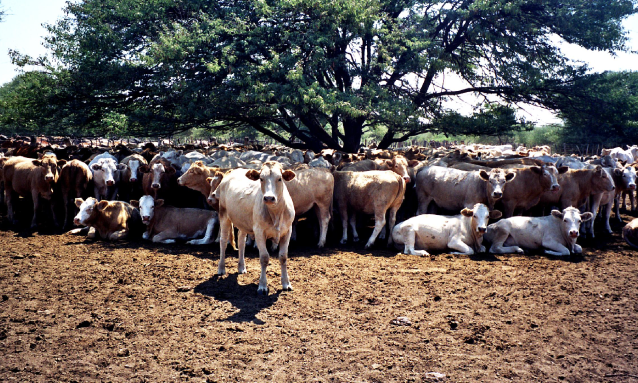 cattle-gantsi