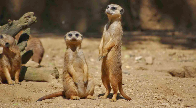 meerkats2