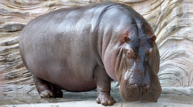 hippo3