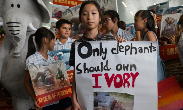 yb-china-bans-ivory