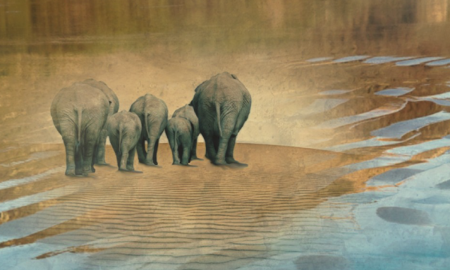 yb-elephants-migrating