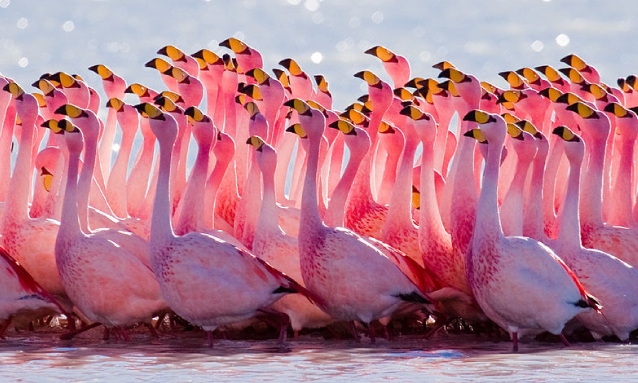yb-flamingo