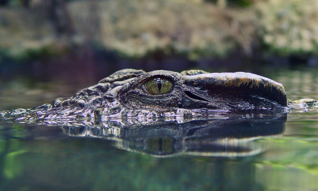 yb-crocodile