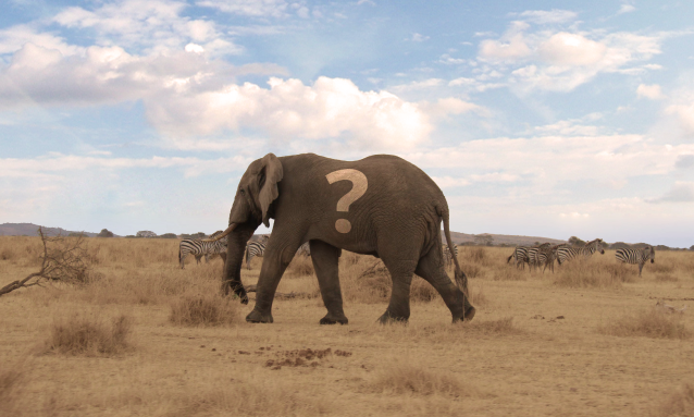 yb-elephant-poaching-doubts