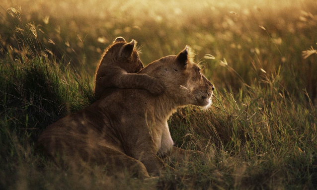 yb-lioness-wilderness