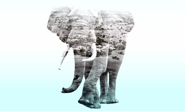 yb-elephant-conflict-opinion