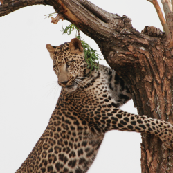 leopard-tree