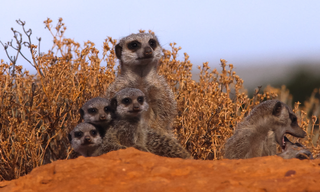 yb-meerkats-kalahari