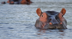 Botswana Pumps Water Into Drying Channels To Aid Stranded Hippos 