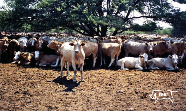 Beef Producers Approve Commercialisation Of Bmc Yourbotswana