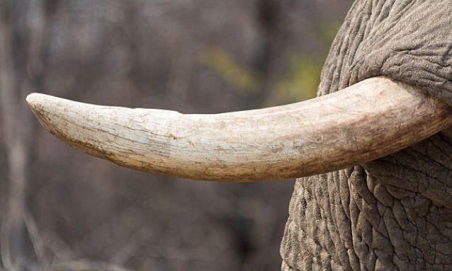 Botswana arrests men in possession of elephant tusks – YourBotswana